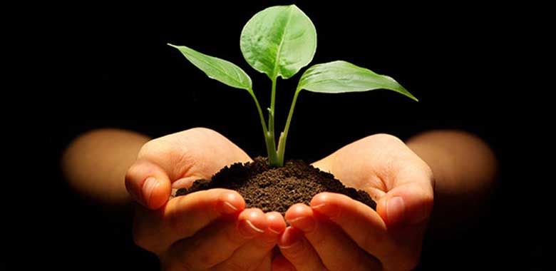 Replantasyon Nedir ? Hangi Durumlarda Uygulanır ?